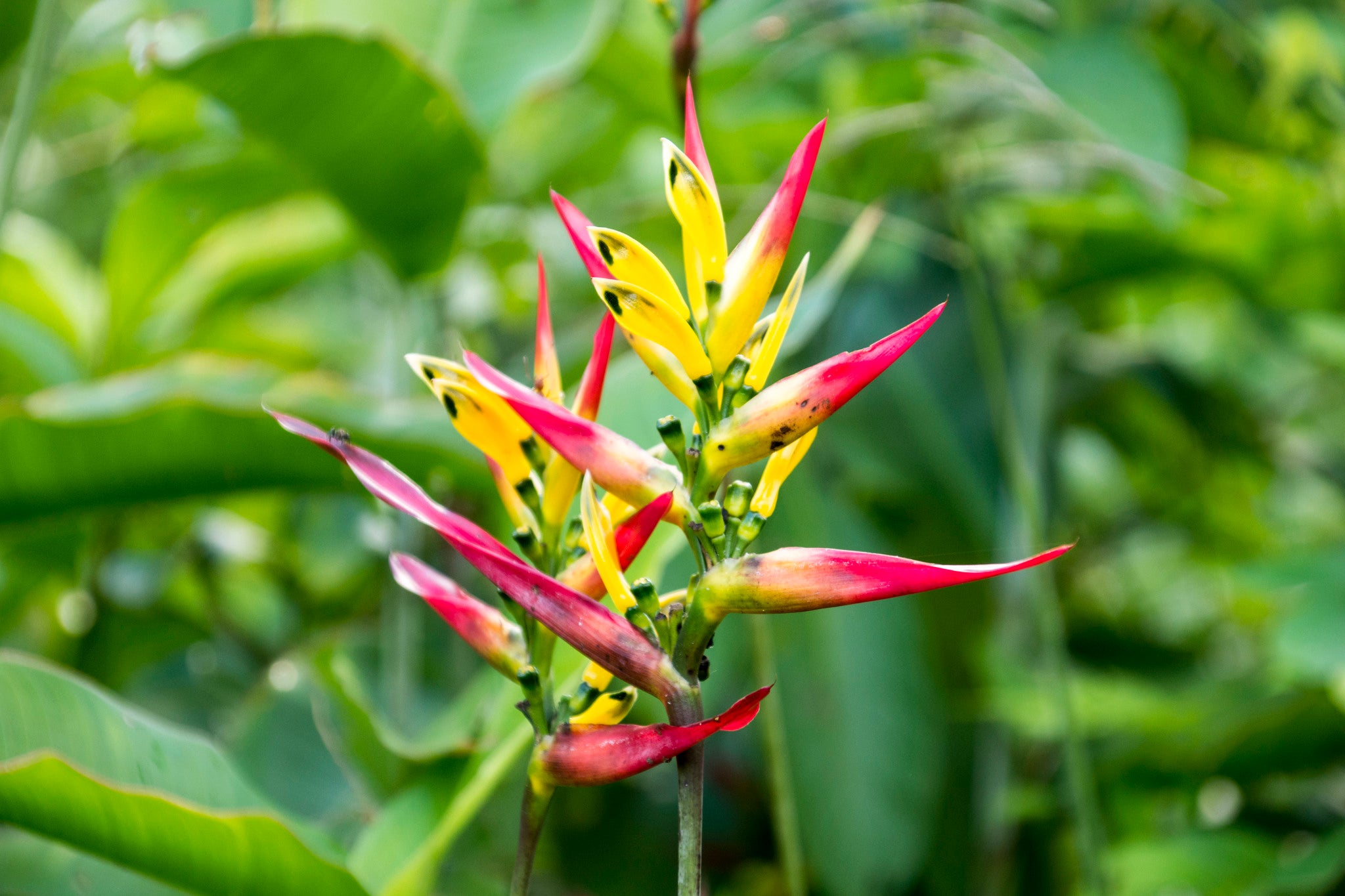 Heliconia Hirsuta