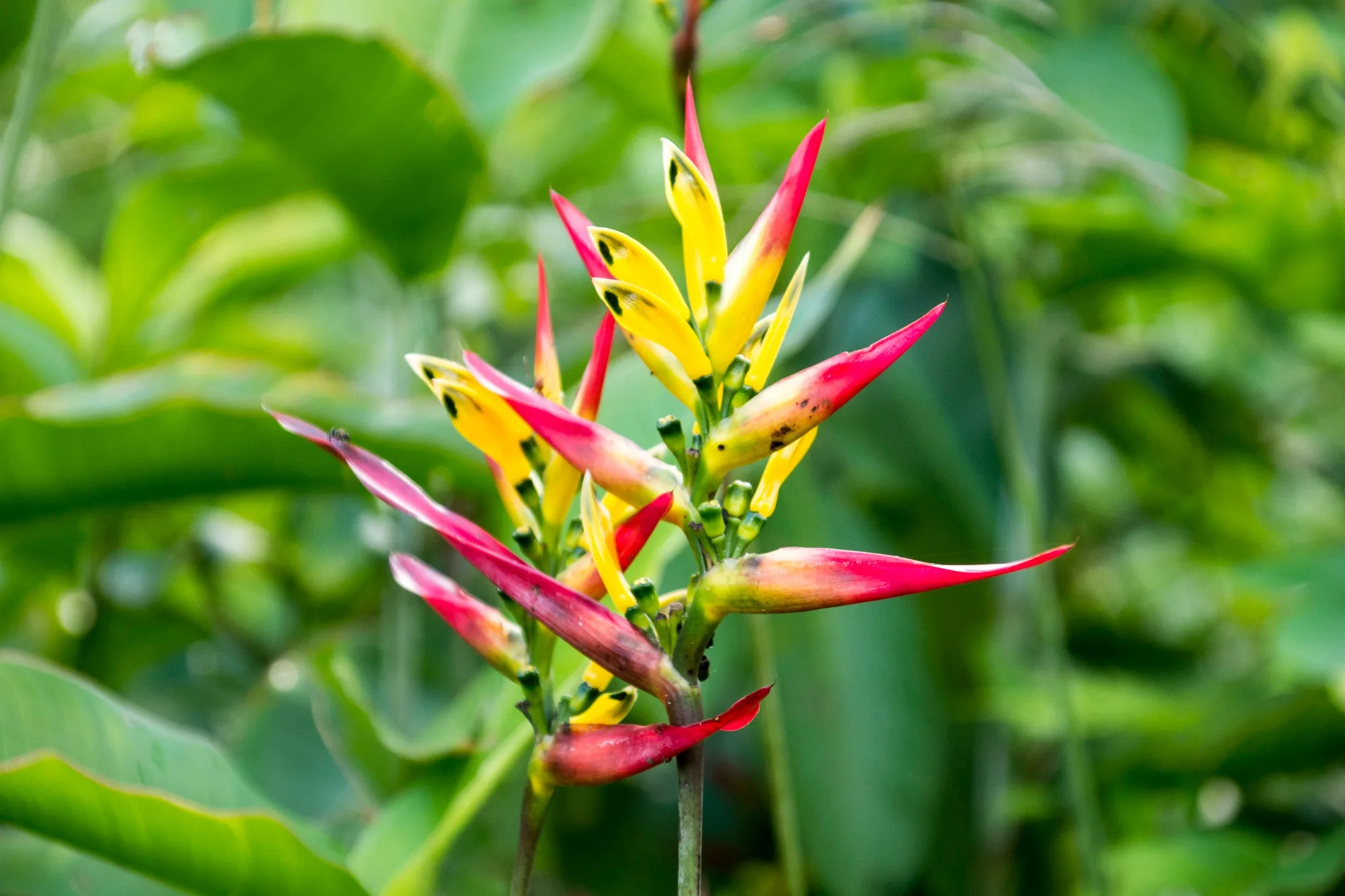 Heliconia Hirsuta