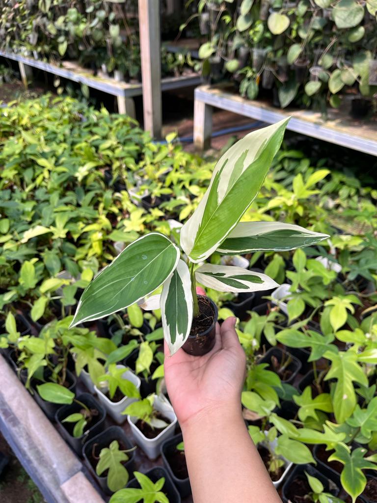 Heliconia Variegated