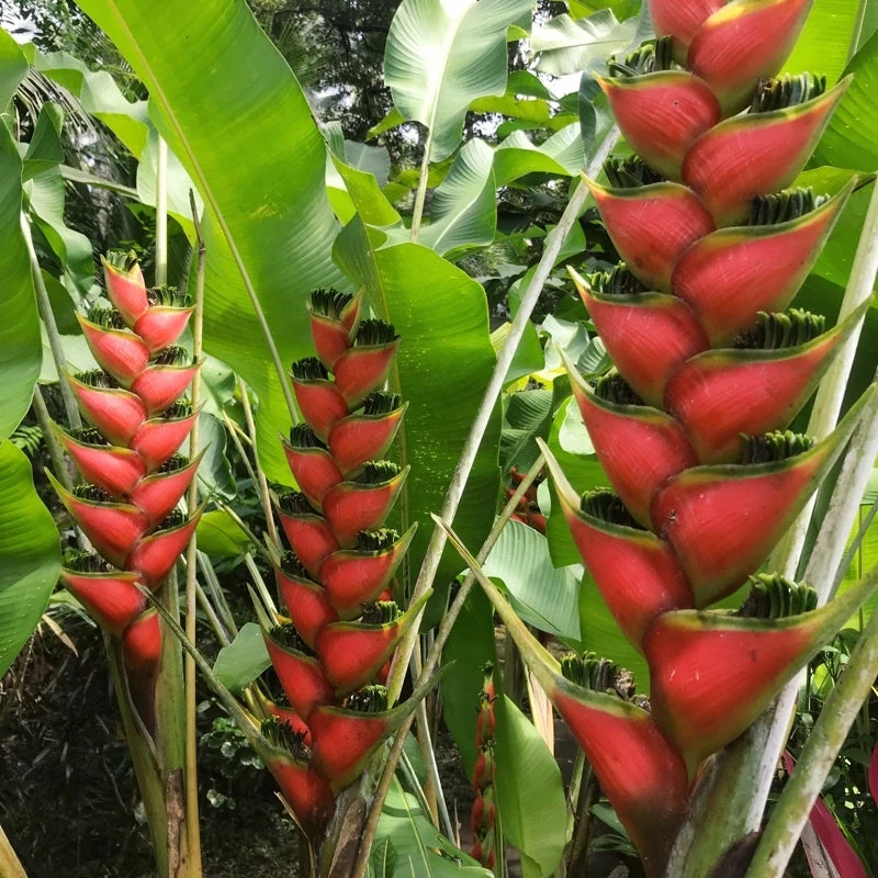 Heliconia Wagneriana