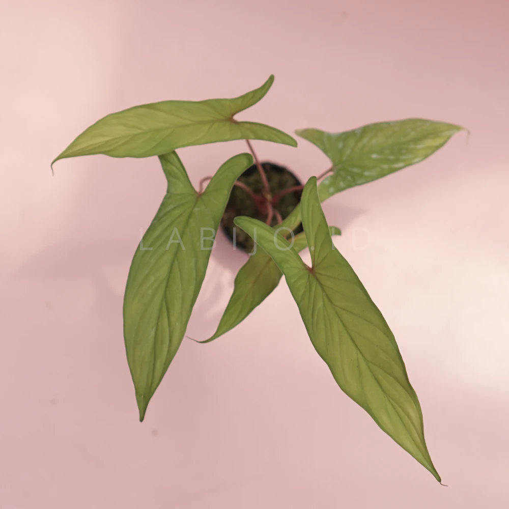 Homalomena Corong Sp