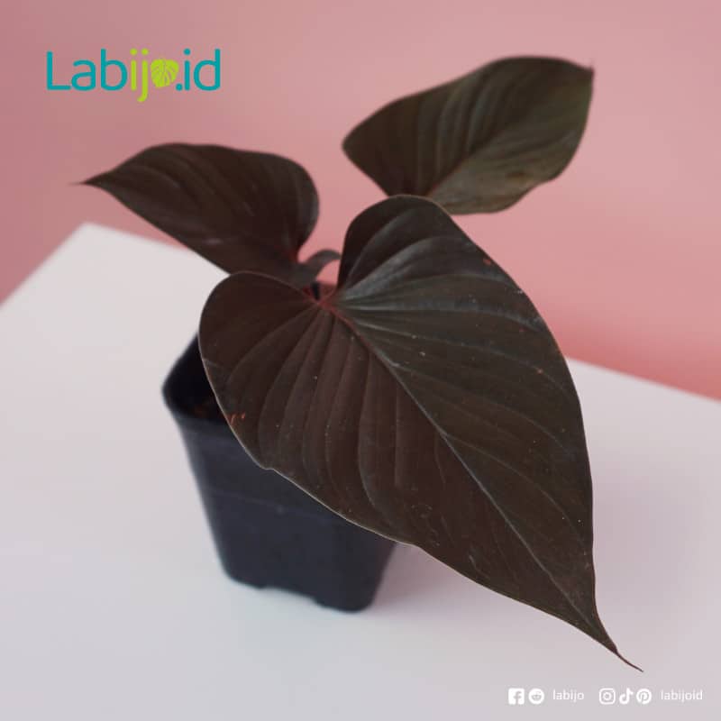 Homalomena Dark (Homalomena dark) live botanical specimen