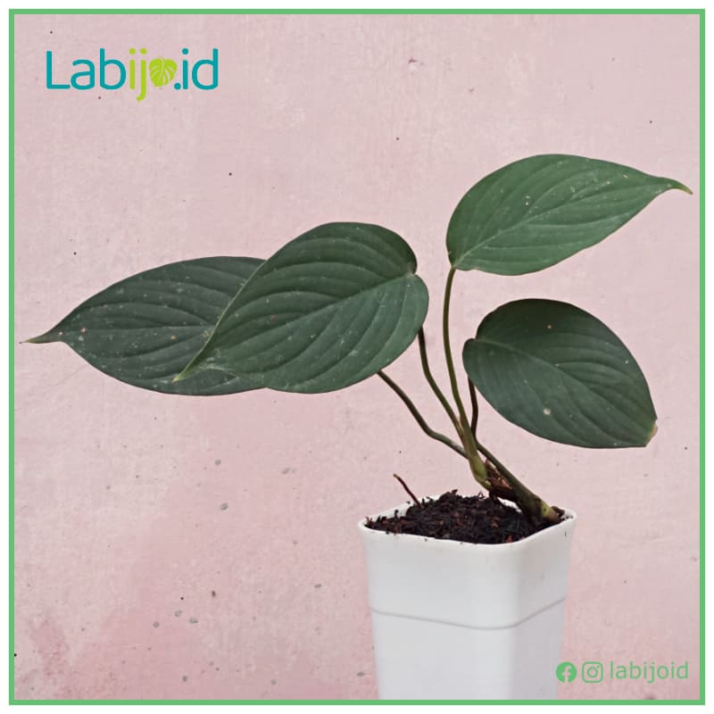 Homalomena Humilis Green (Homalomena humilis) live botanical specimen