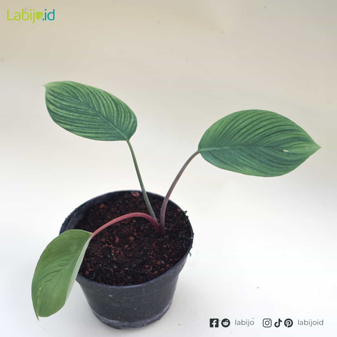 Homalomena Rugosom