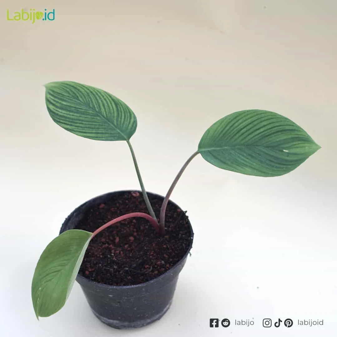 Homalomena Rugosom