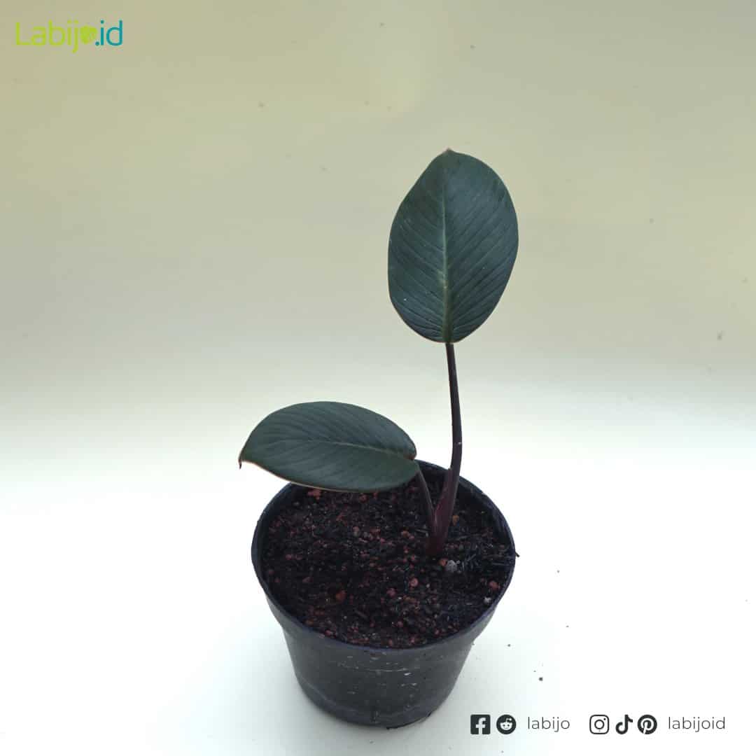 Homalomena Rugosum Dark