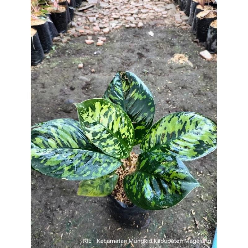 Homalomena Wallisii