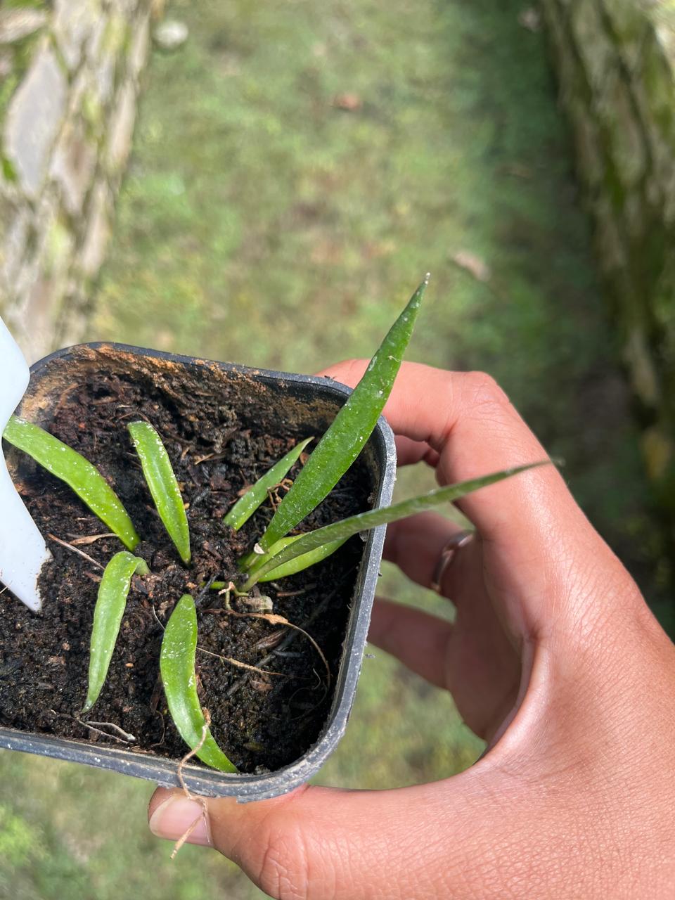Hoya Acicuralis (Hoya acicuralis) live botanical specimen