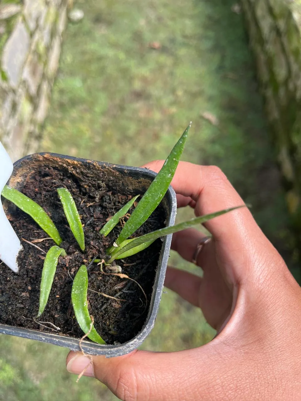 Hoya Acicuralis