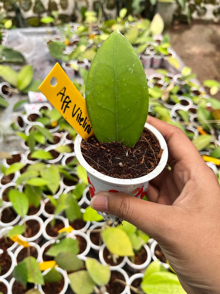 Hoya Aff Vitelina (Hoya aff) live botanical specimen