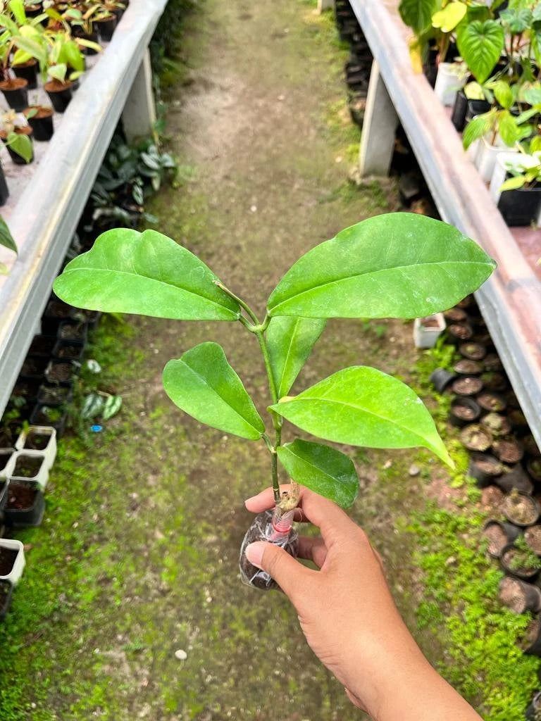 Hoya Albiflora (Hoya albiflora) live botanical specimen