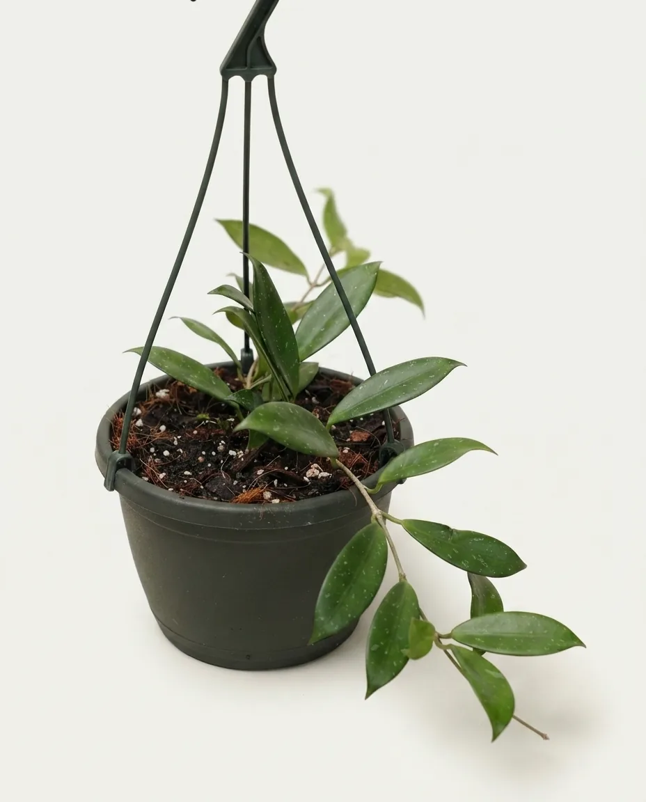 Hoya Amicabilis (Hoya amicabilis) live botanical specimen