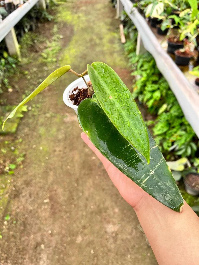 Hoya Archibuldiana (Hoya archibuldiana) live botanical specimen
