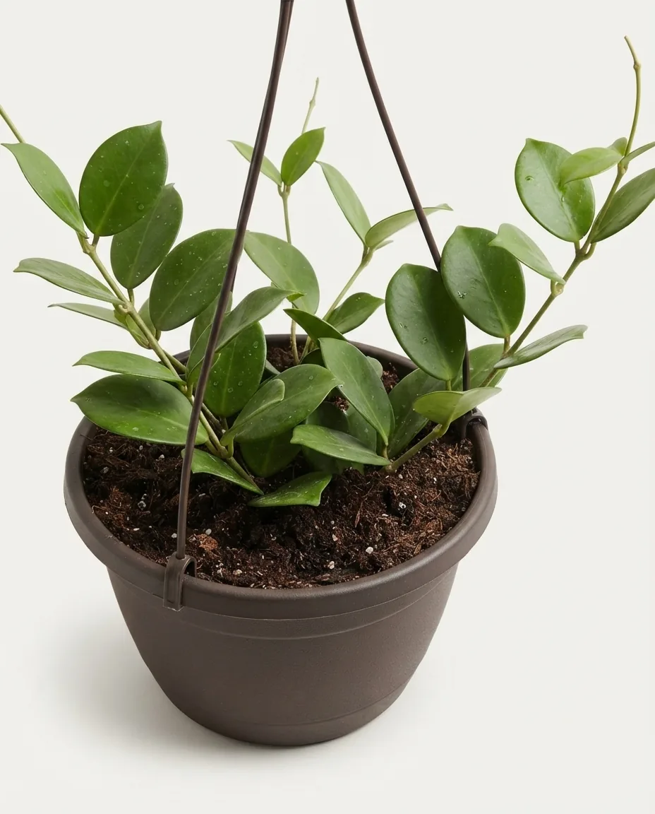 Hoya Australis (Hoya australis) live botanical specimen