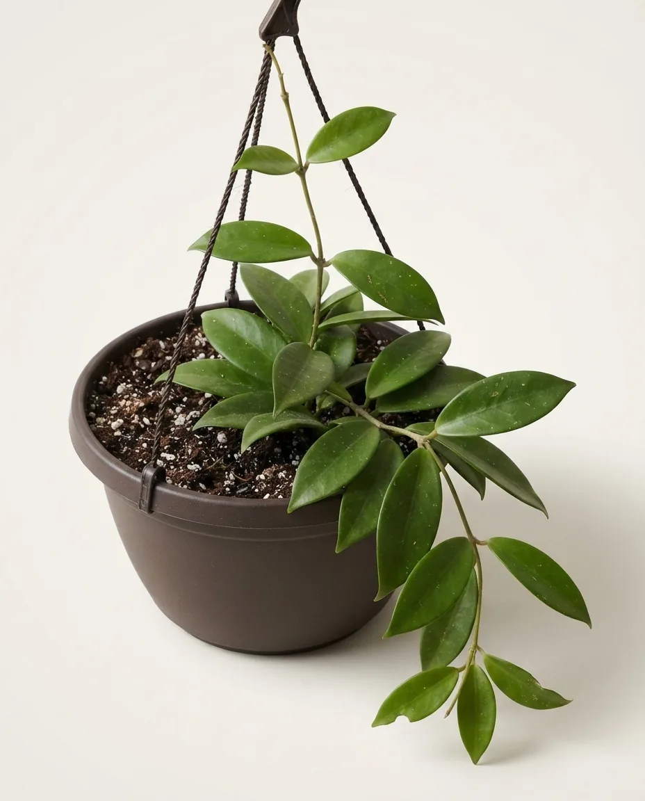 Hoya Campanulata (Hoya campanulata) live botanical specimen