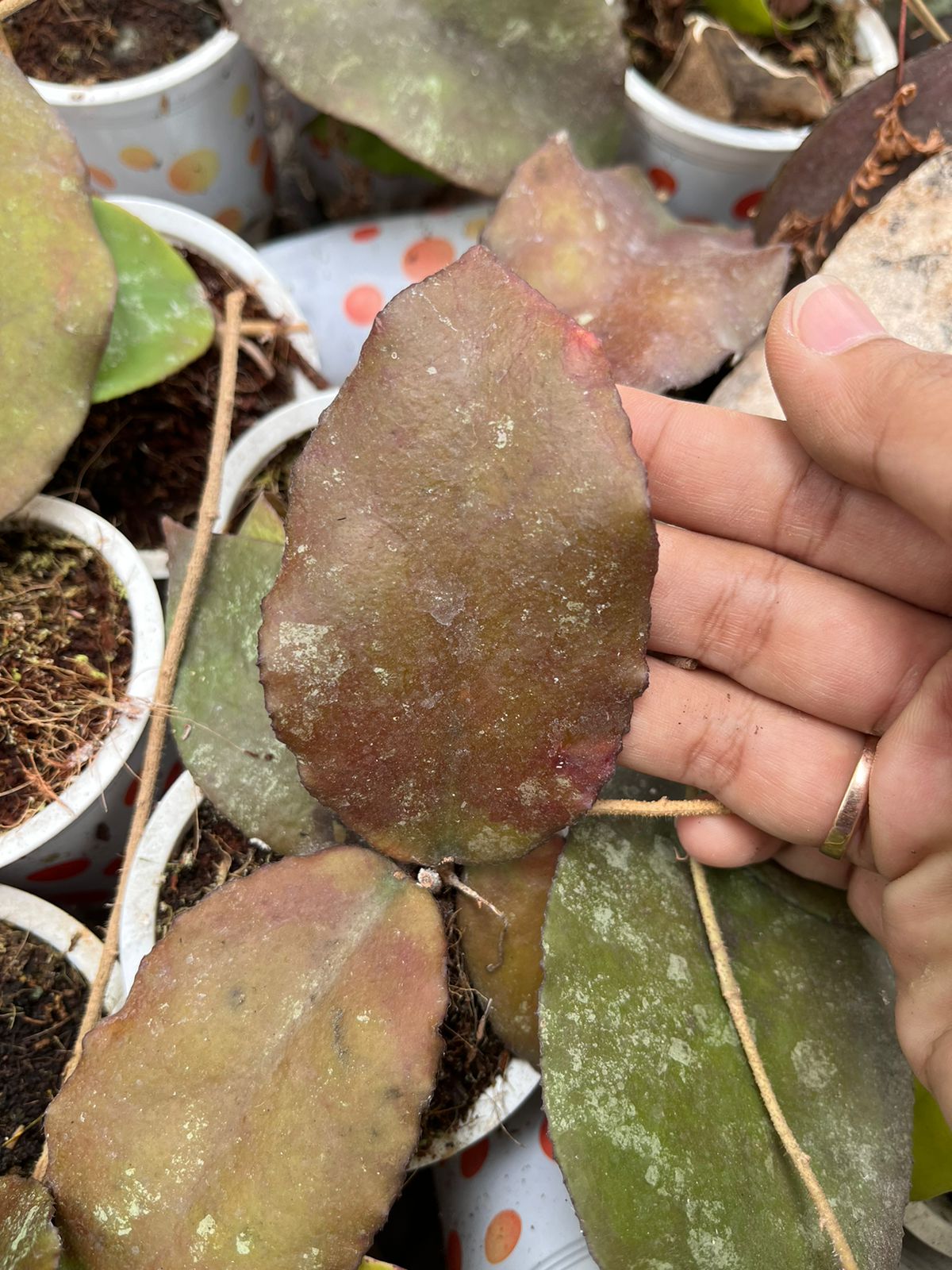 Hoya Caudata Red (Hoya caudata) live botanical specimen