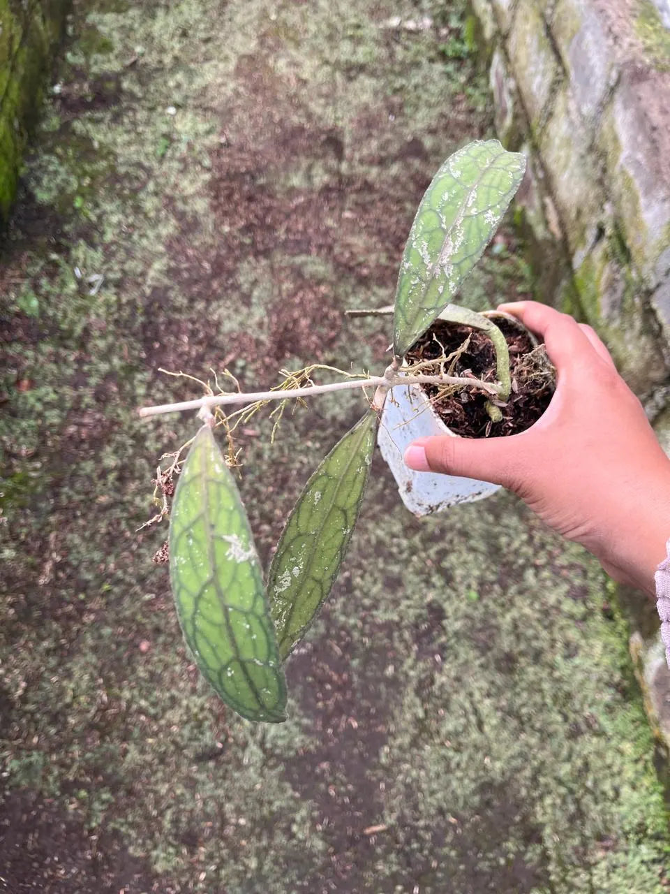 Hoya Clemensiorum Aceh (Hoya clemensiorum) live botanical specimen