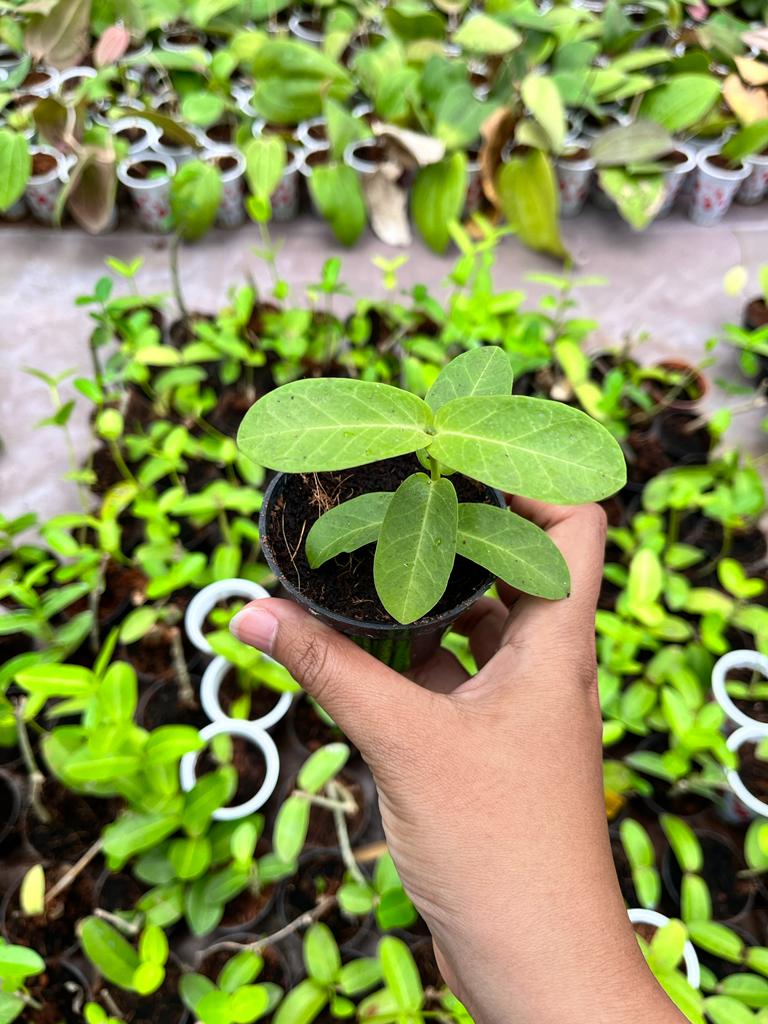 Hoya Cumigiana (Hoya cumigiana) live botanical specimen