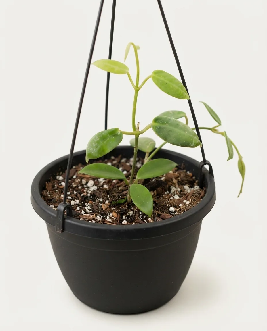 Hoya Eriostemma (Hoya eriostemma) live botanical specimen