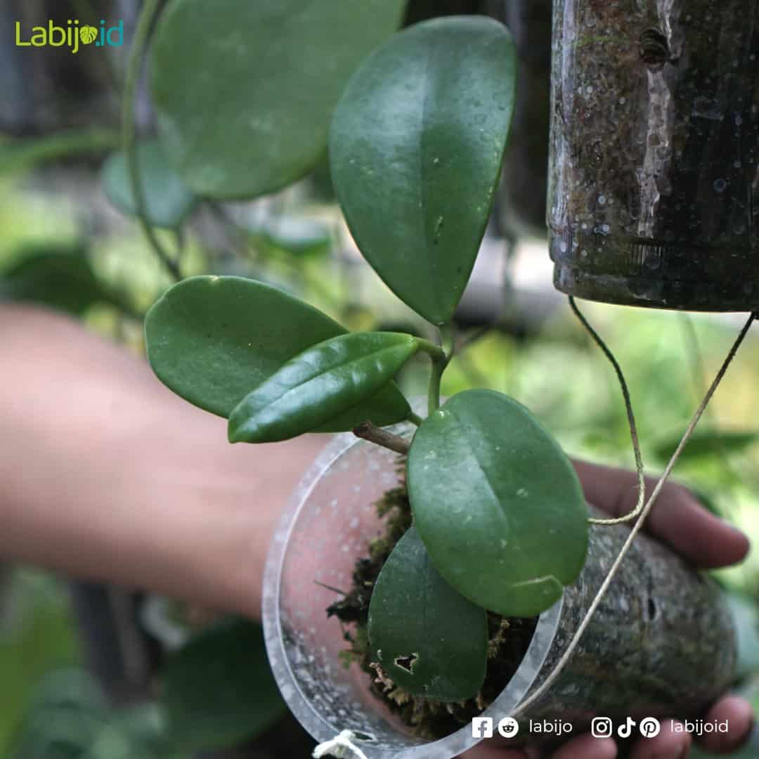 Hoya Excavata (Hoya excavata) live botanical specimen