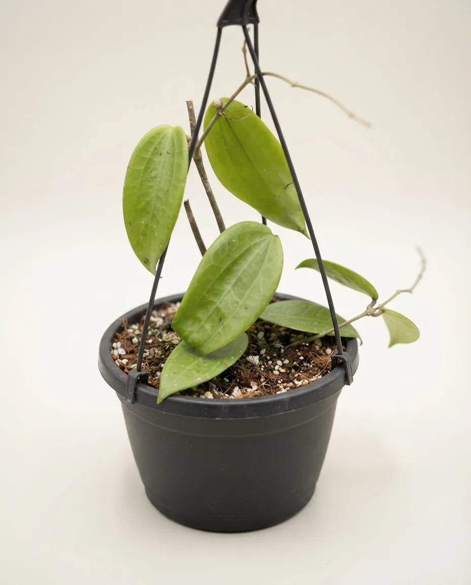 Hoya Folistachya (Hoya folistachya) live botanical specimen