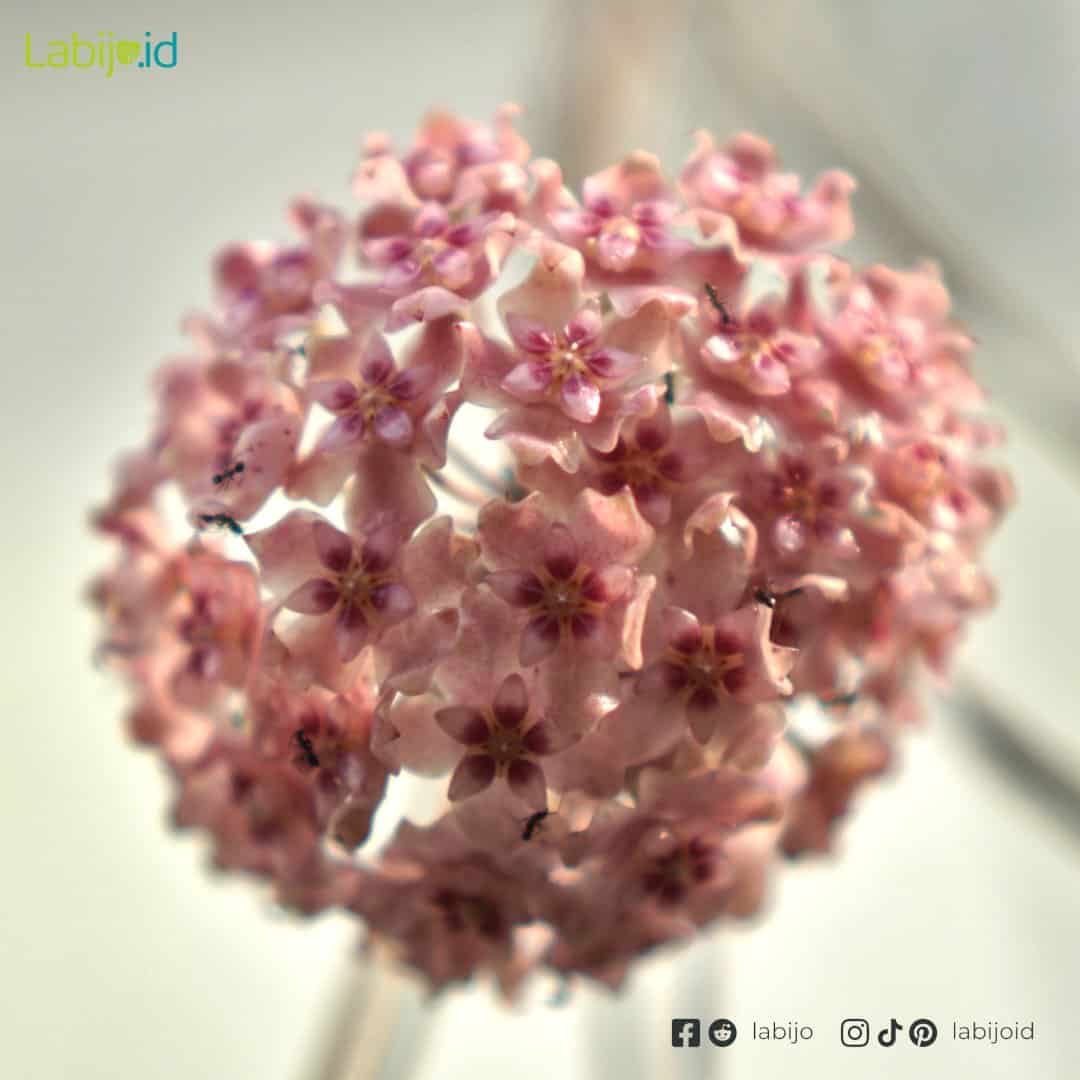 Hoya Glabra (Hoya glabra) live botanical specimen