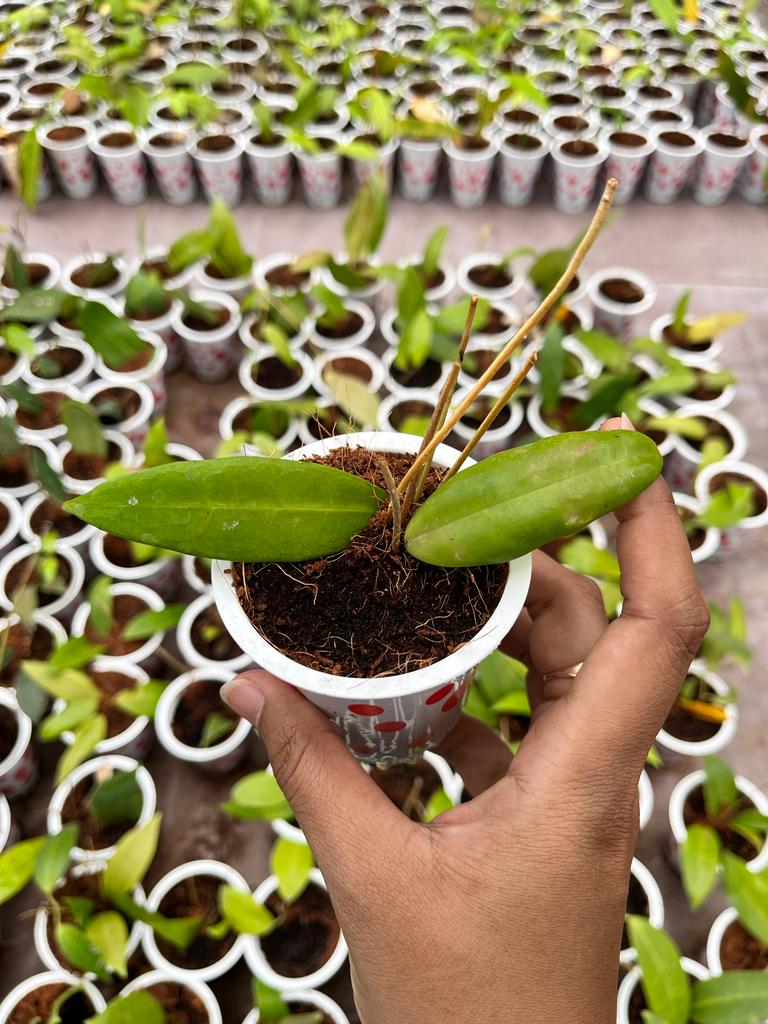 Hoya Ischnopus (Hoya ischnopus) live botanical specimen