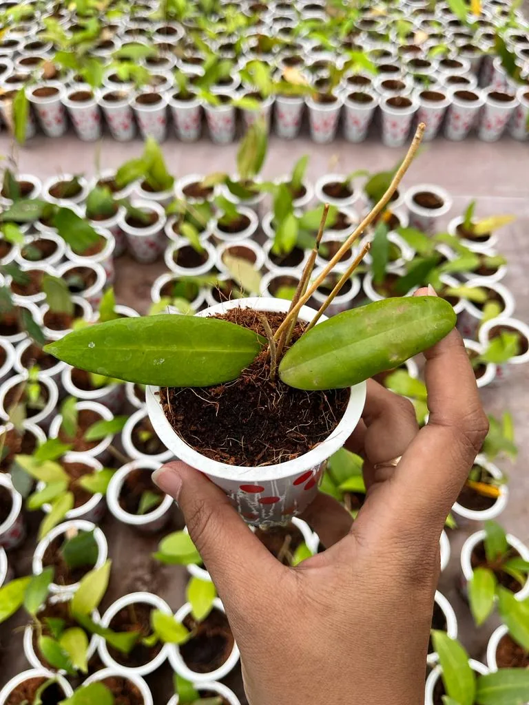 Hoya Ischnopus