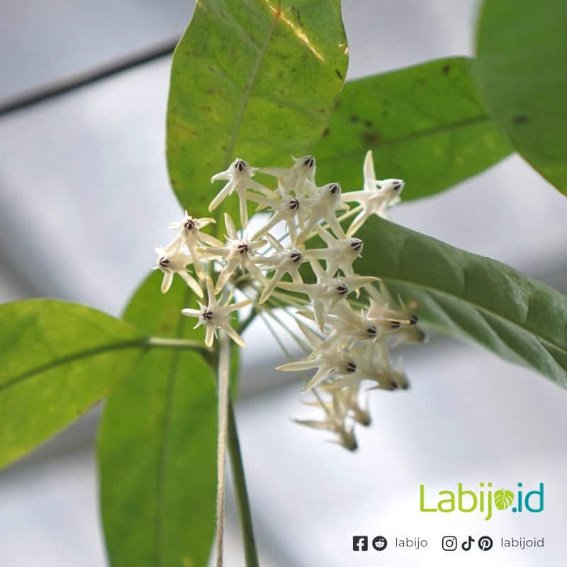 Hoya Javanica (Hoya javanica) live botanical specimen