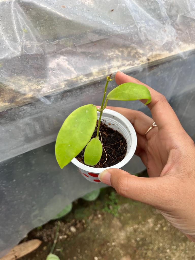 Hoya Kuhlii (Hoya kuhlii) live botanical specimen