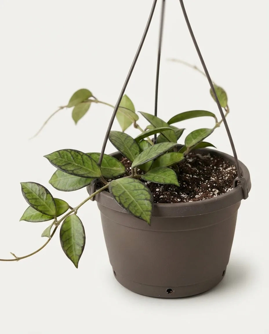 Hoya Lacunosa Black Margin (Hoya lacunosa) live botanical specimen