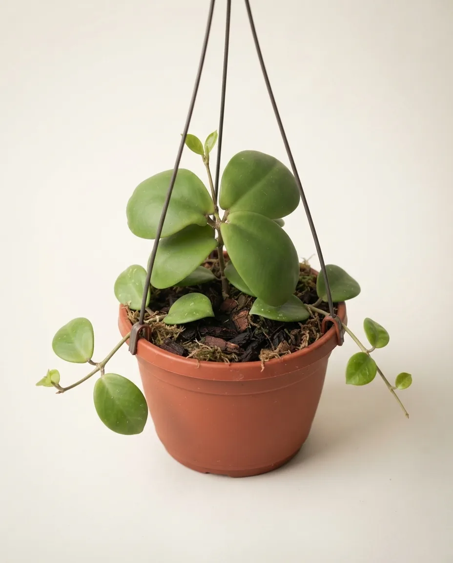 Hoya Mitrata (Hoya mitrata) live botanical specimen