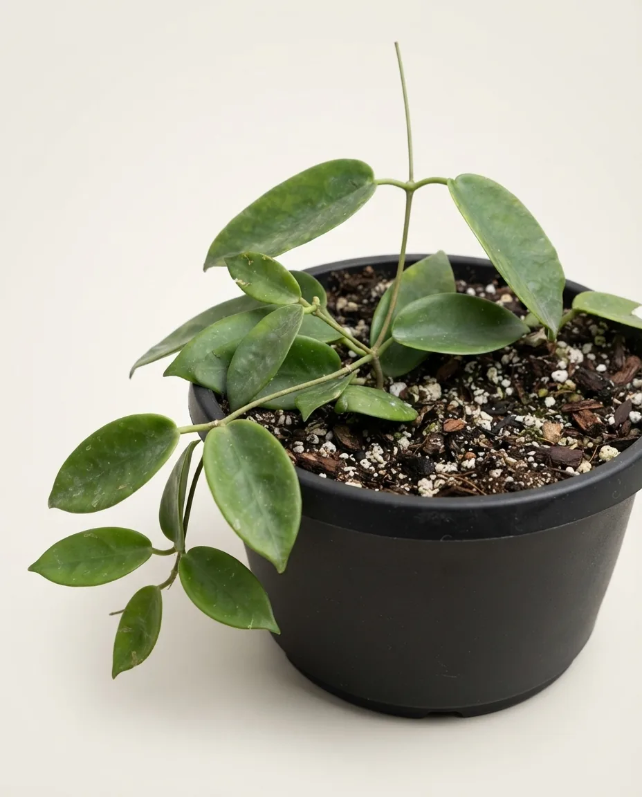 Hoya Oncinoides (Hoya oncinoides) live botanical specimen