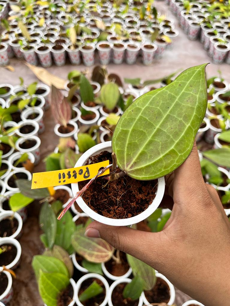 Hoya Potsii (Hoya potsii) live botanical specimen