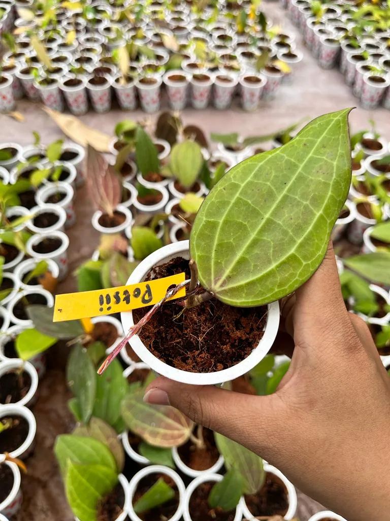 Hoya Potsii