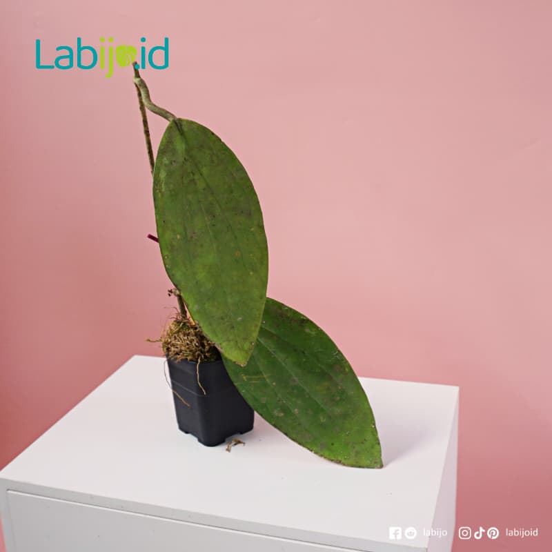 Hoya Purpureofusca (Hoya purpureofusca) live botanical specimen
