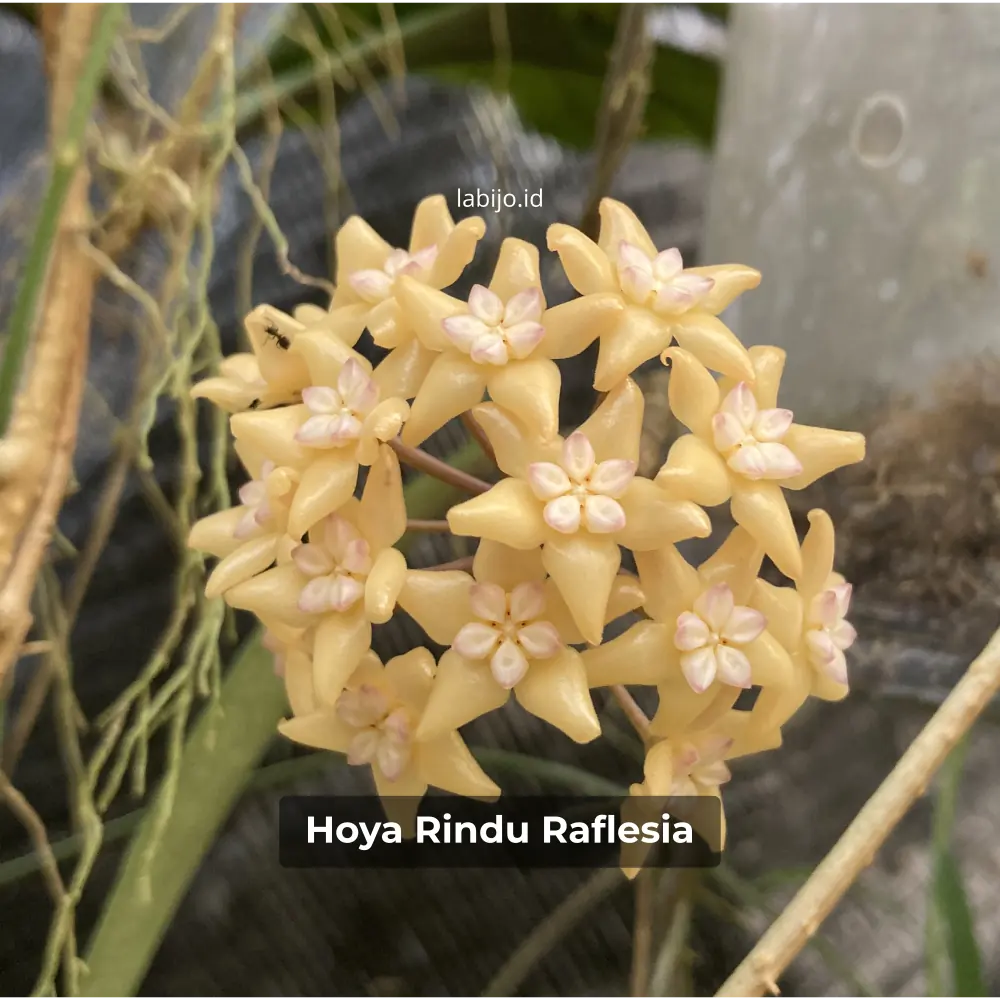 Hoya Rindu Raflessia (Hoya rindu) live botanical specimen