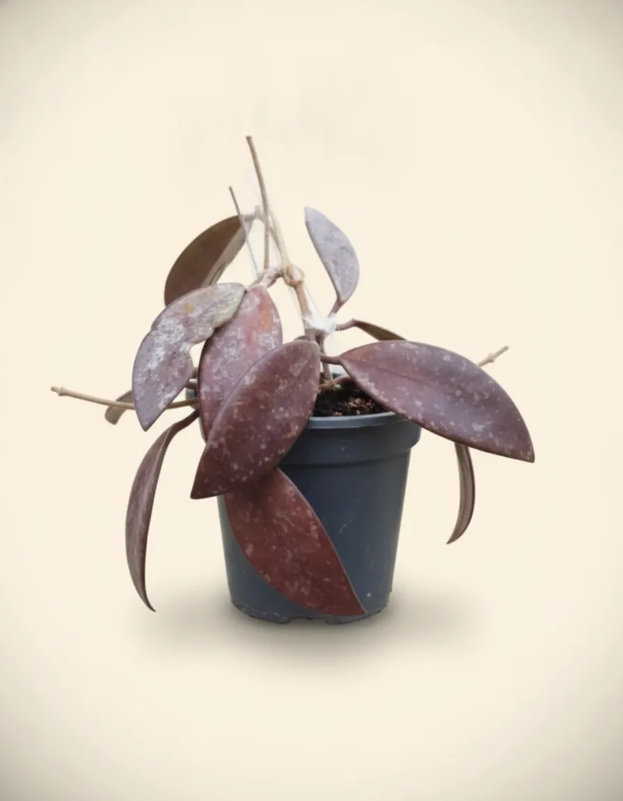 Hoya Rundumensis Red — Export Grade A+ from Java & Sumatra, Indonesia