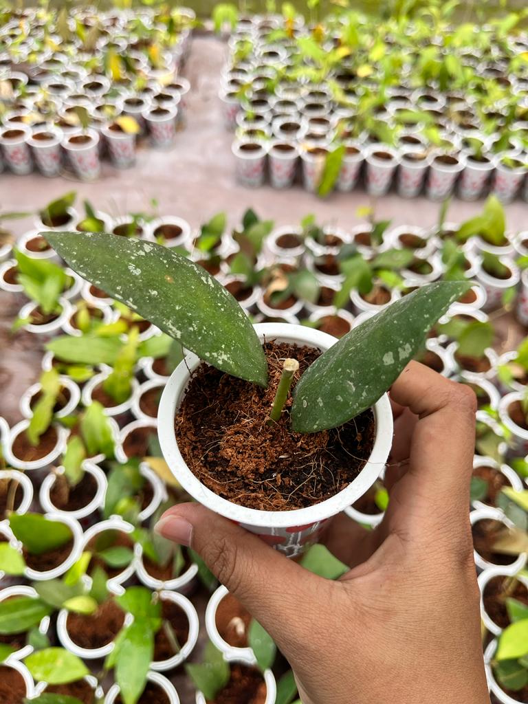 Hoya Rundumensis (Hoya rundumensis) live botanical specimen
