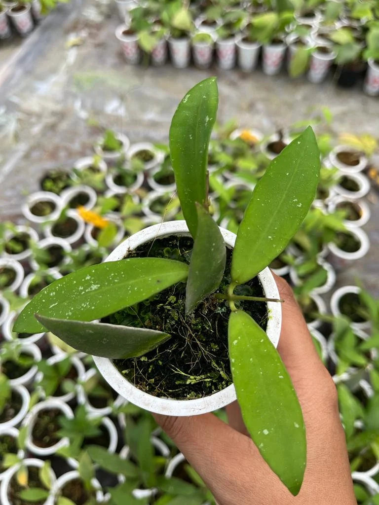 Hoya Schortechinii (Hoya schortechinii) live botanical specimen