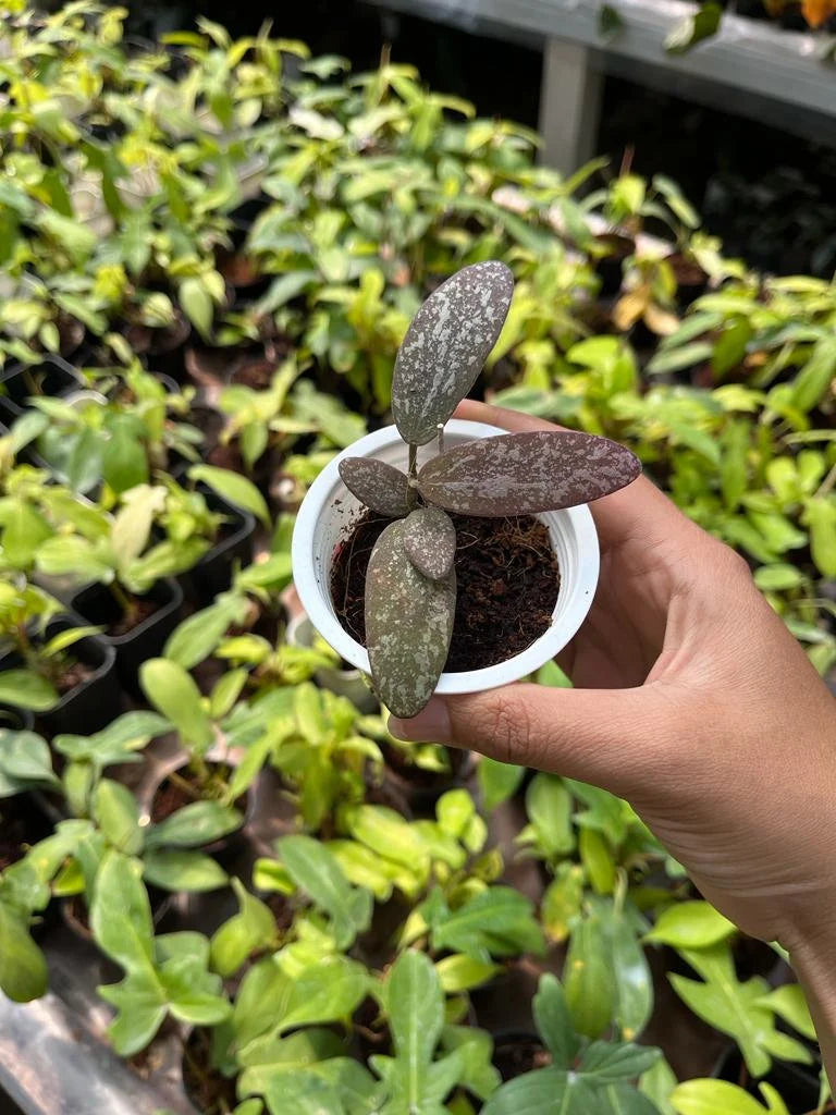 Hoya Sigilatis Splash (Hoya sigilatis) live botanical specimen