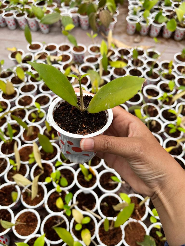 Hoya Sp Kelud (Hoya sp. 'Kelud') live botanical specimen