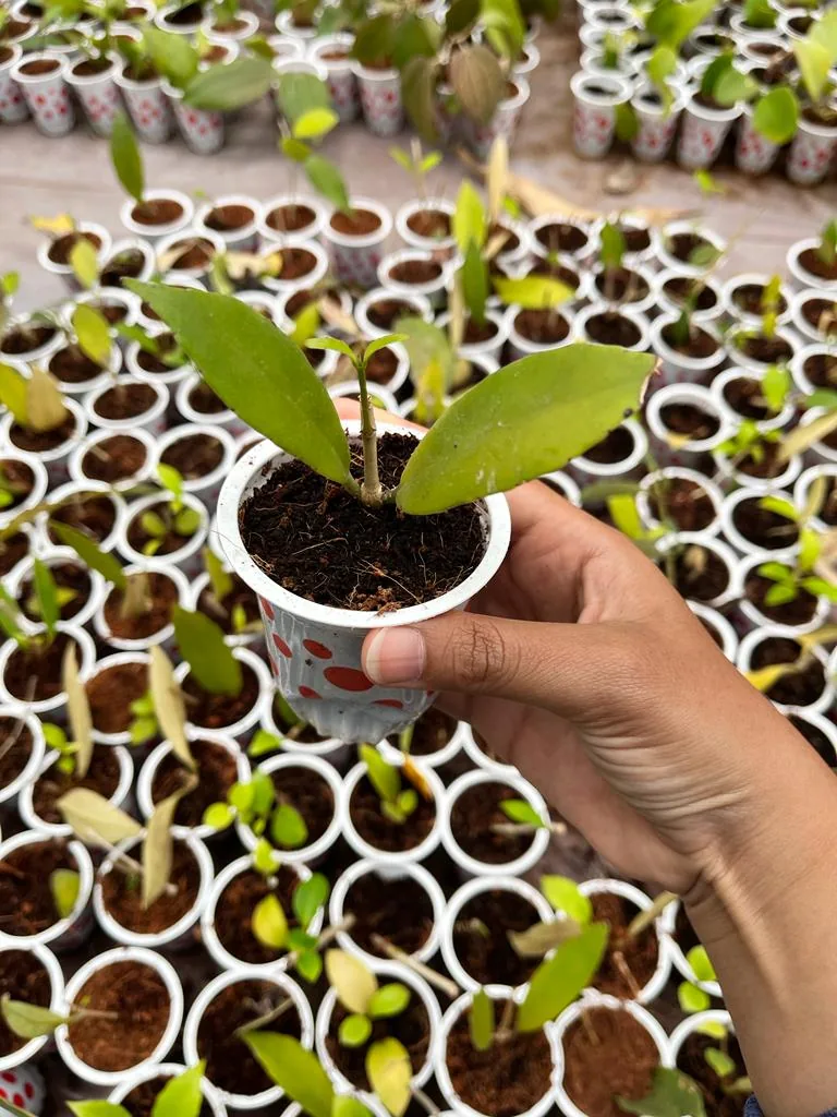 Hoya Sp Kelud