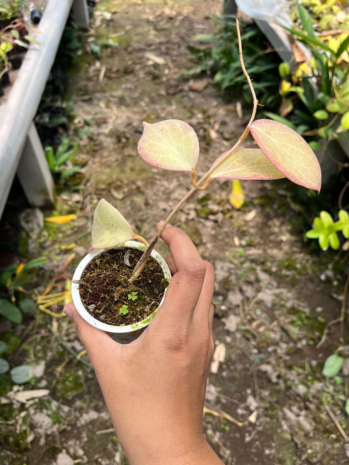 Hoya Sp Mamasa Red (Hoya sp. 'Mamasa Red') live botanical specimen