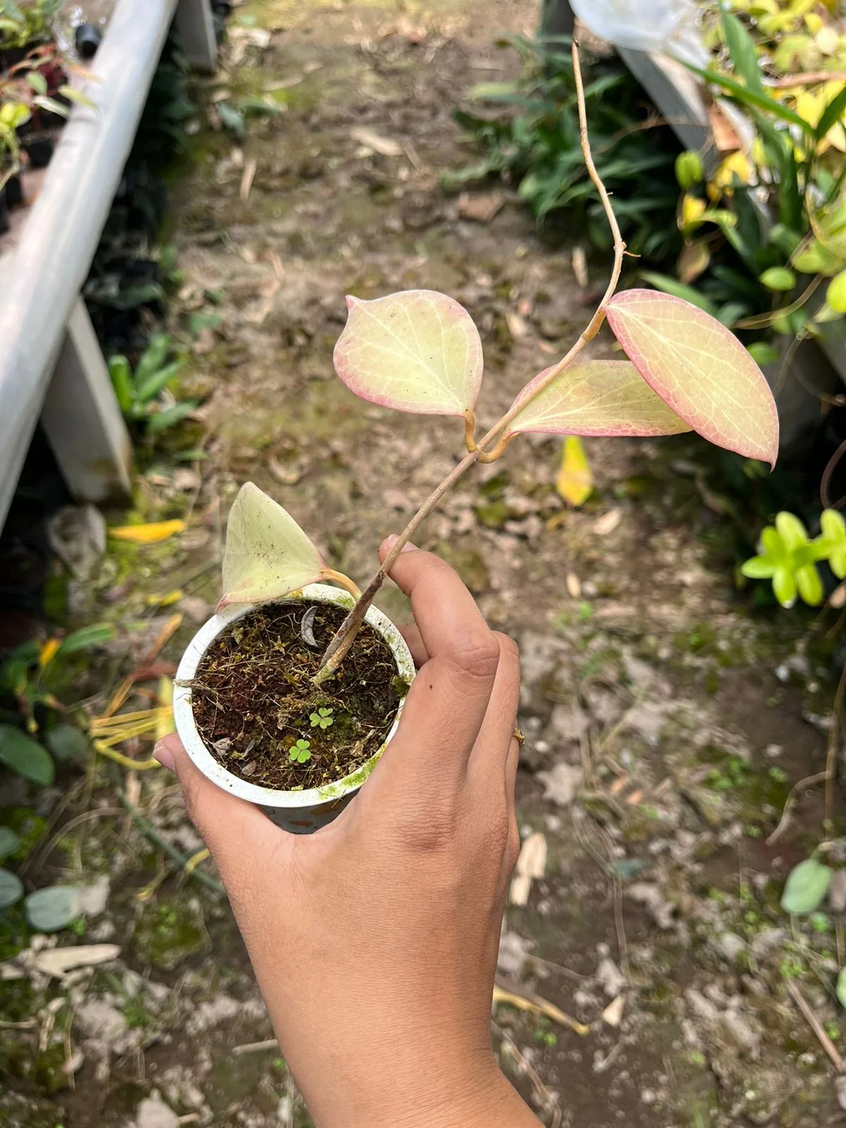 Hoya Sp Mamasa Red