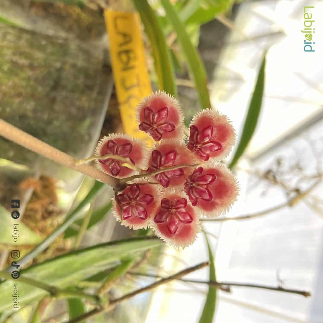 Hoya Sulawesiana Green (Hoya sulawesiana) live botanical specimen