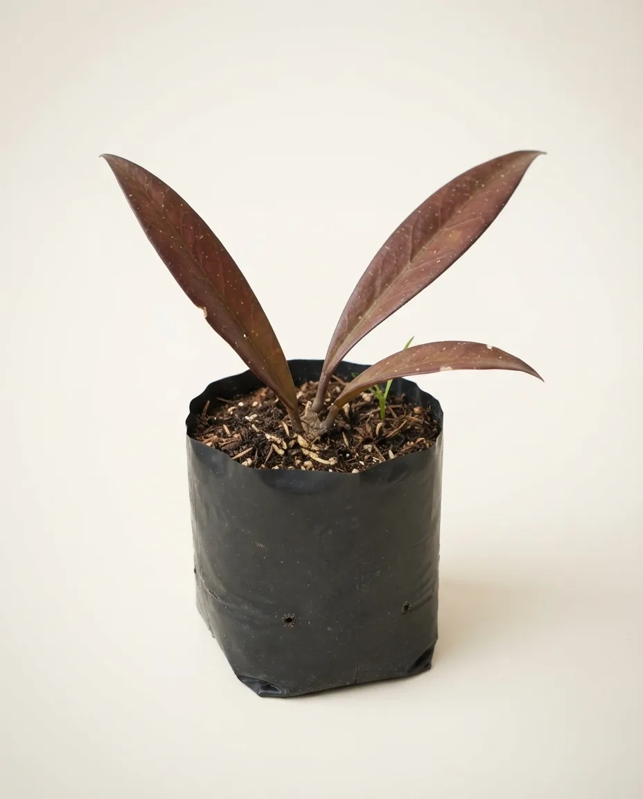 Hoya Sulred (Hoya sulred) live botanical specimen
