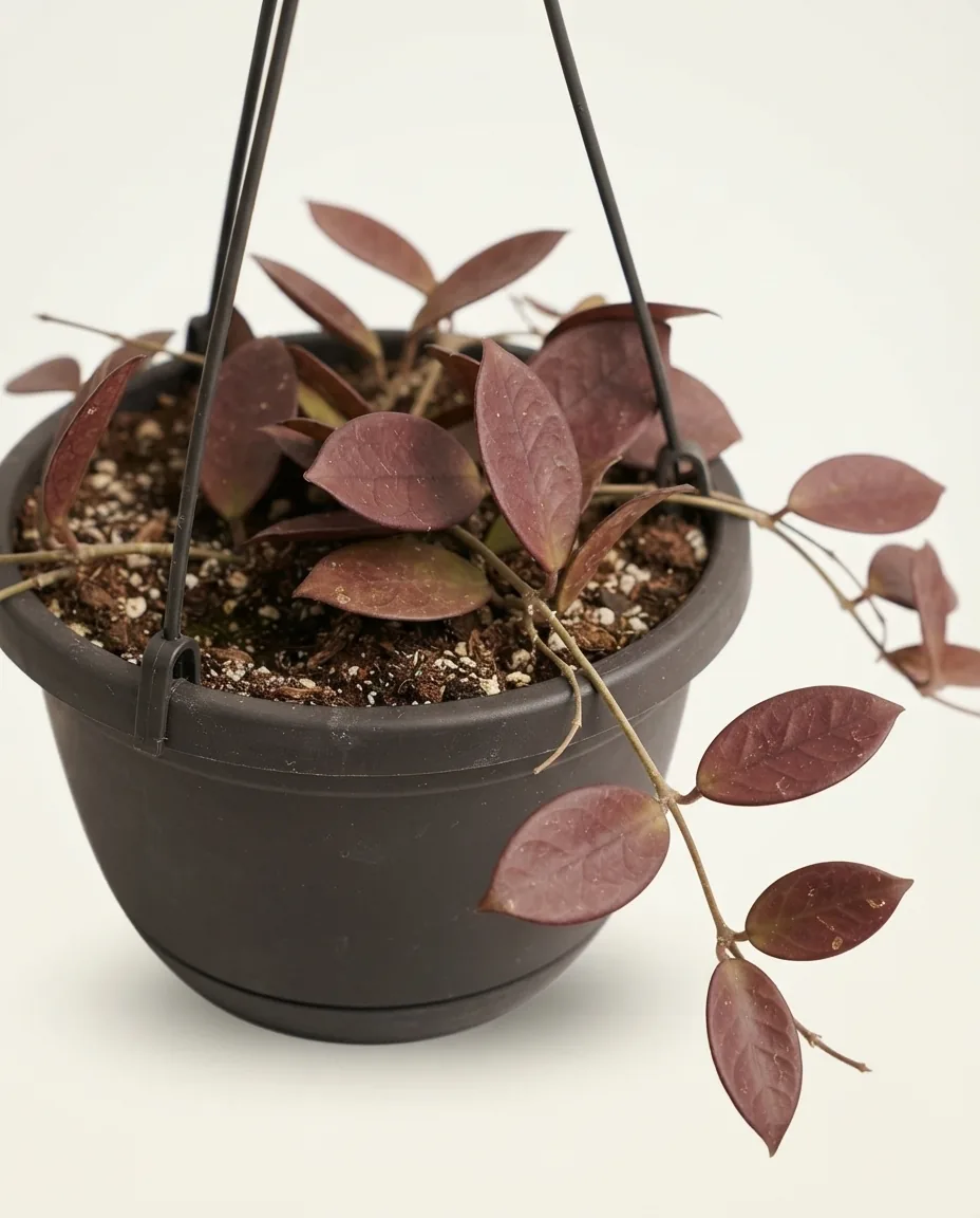 Hoya Undulata Red (Hoya undulata) live botanical specimen