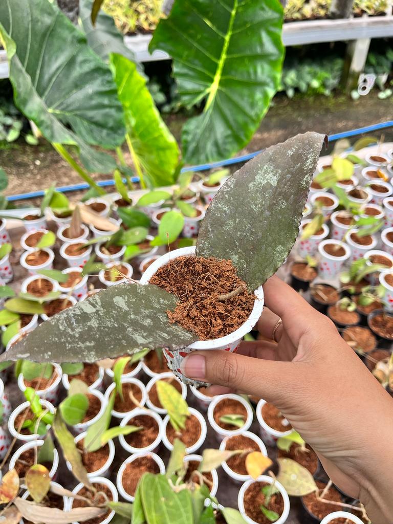 Hoya Undulata (Hoya undulata) live botanical specimen