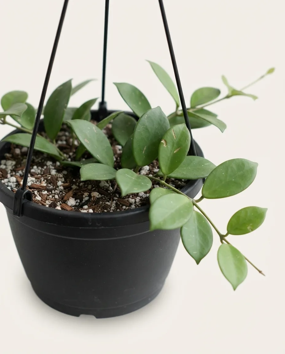Hoya Versteegii